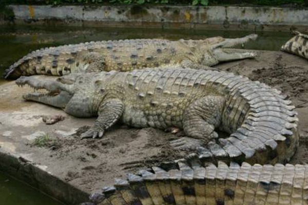 世界上最大的鳄鱼是什么鳄鱼🐊