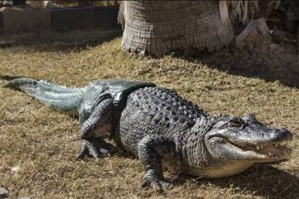 世界上最大的鳄鱼是什么鳄鱼🐊