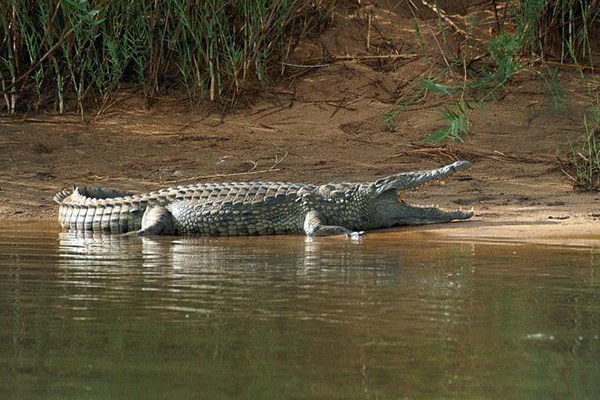 世界上最大的鳄鱼是什么鳄鱼🐊