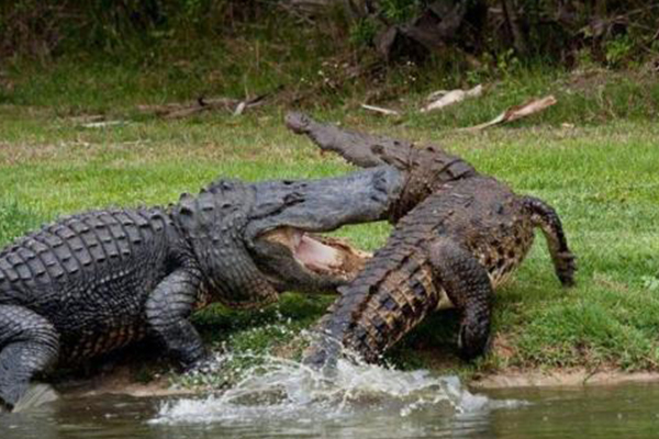 世界上最大的鳄鱼是什么鳄鱼🐊