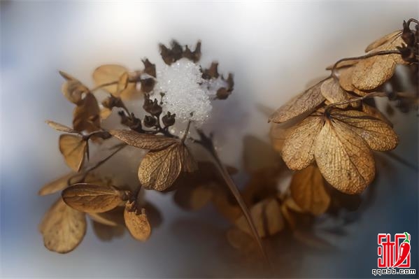 如何制作干花？怎么做干花