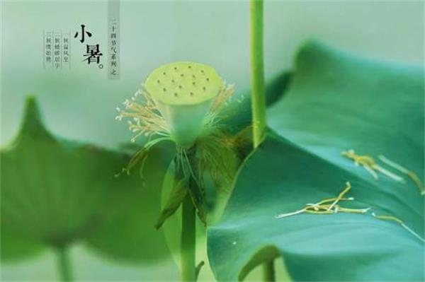 24节气:小暑