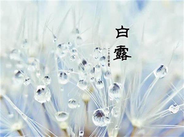 24节气:白露